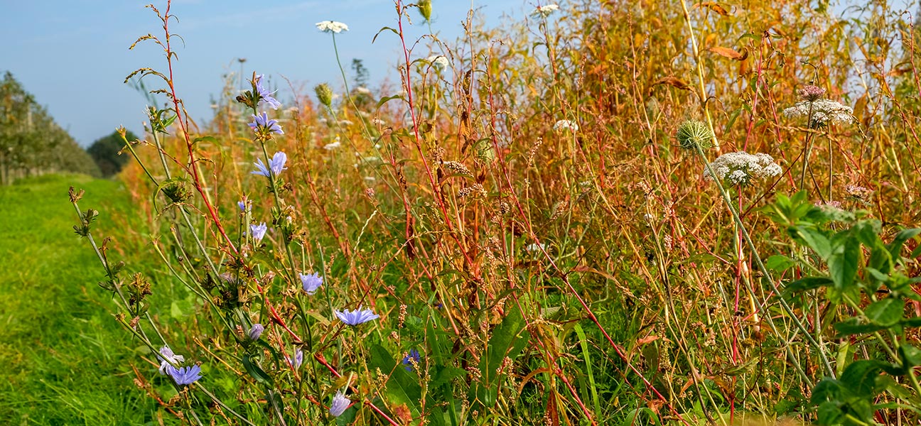 Ausgleichsflächen
für die Regeneration
der Natur?

... dafür setzen sich immer mehr Hamburger Landwirte ein.