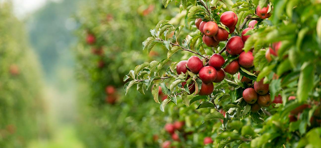 Frische Äpfel
direkt vom Baum aus
dem Alten Land?

... bekommen Sie beim Obsthof Reinhard Quast!