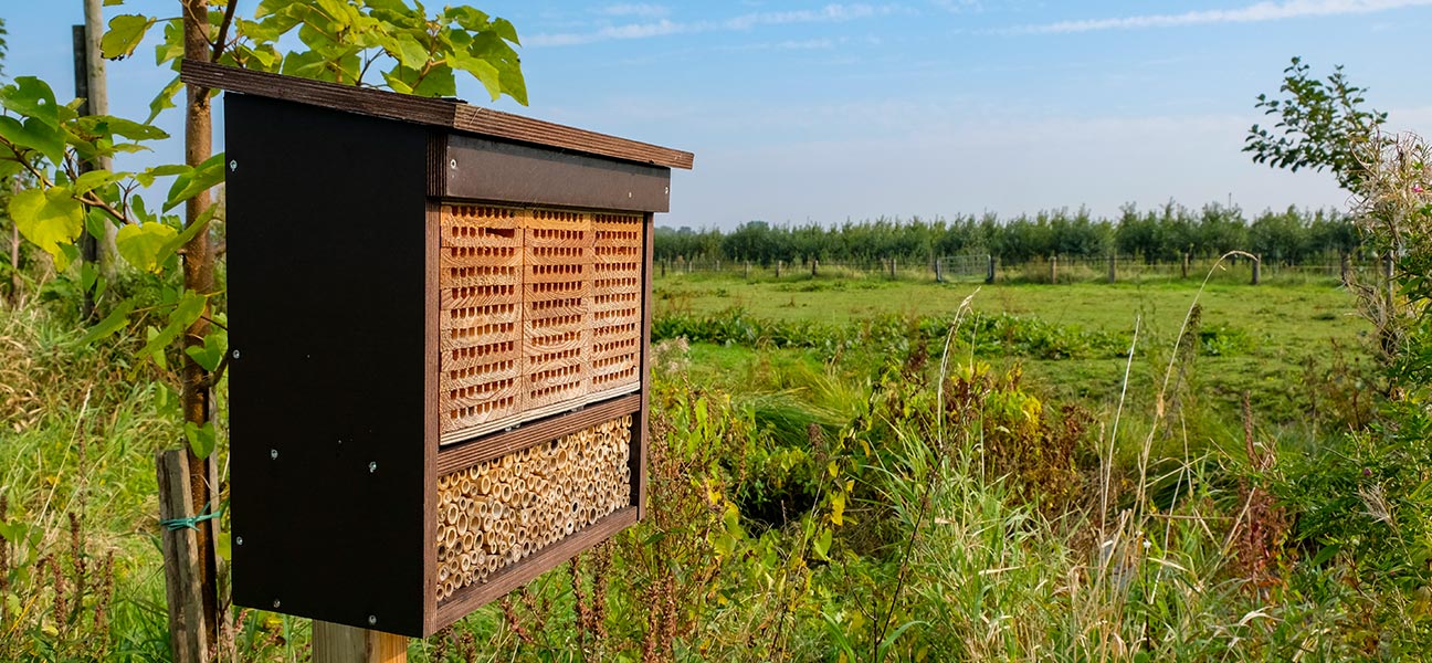 Schutz und Pflege
für Insekten
im Alten Land?

… dafür engagiert sich Apfelbauer Quast mit Leidenschaft.