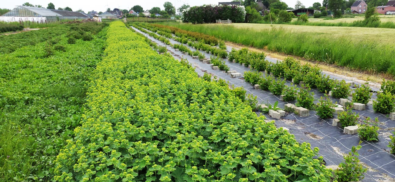 Alchemilla im Freiland-Anbau?

... hier unter Mypex-Folie zur Verringerung des chemischen Pflanzenschutzes.