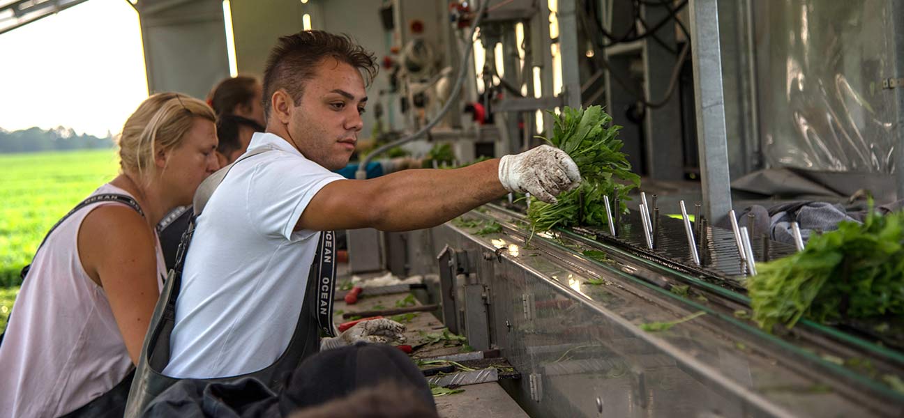 Rucola – frisch vom Feld?

... durch die fehlenden 300.000 Erntehelfer kann es 2020 zu Engpässen kommen.