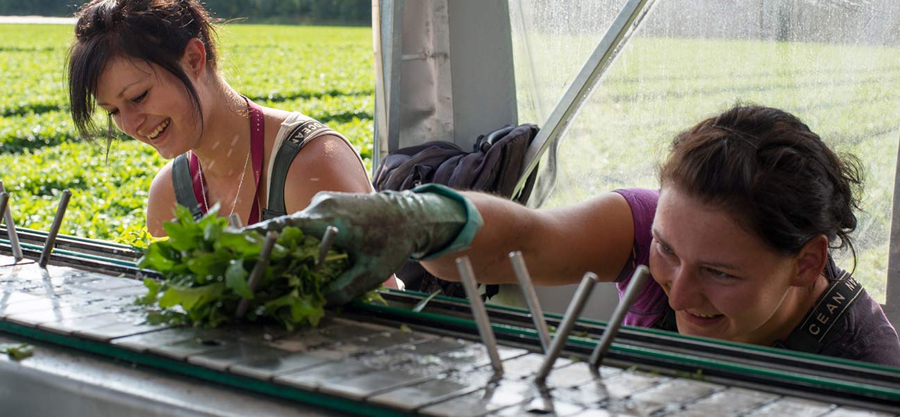 Rucola frisch vom Feld?

... in Hamburg fehlen bis zu 1.200 Erntehelfer.

 