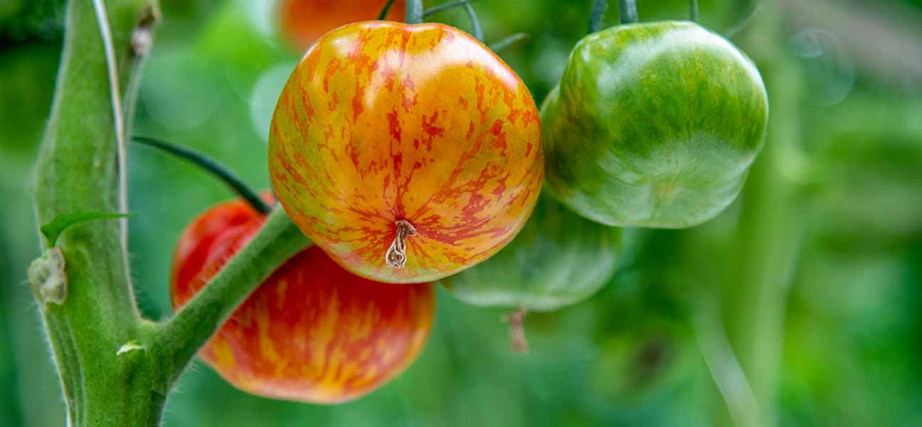 Safari-Tomaten aus Hamburg?

... gibt es bei Arne Eggers vom Gemüsehof Eggers in den Vierlanden.