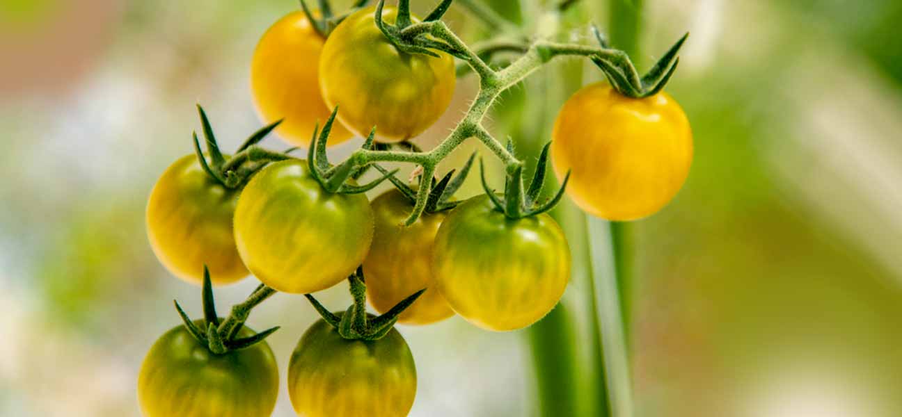 Beste Cherry-Tomaten aus Hamburg?

... gibt es bei Arne Eggers vom Gemüsehof Eggers in den Vierlanden.