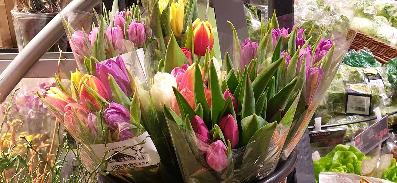 Tulpen aus Hamburg?

... kaufen Sie am besten von Gärtnereien aus den Vier- und Marschlanden.