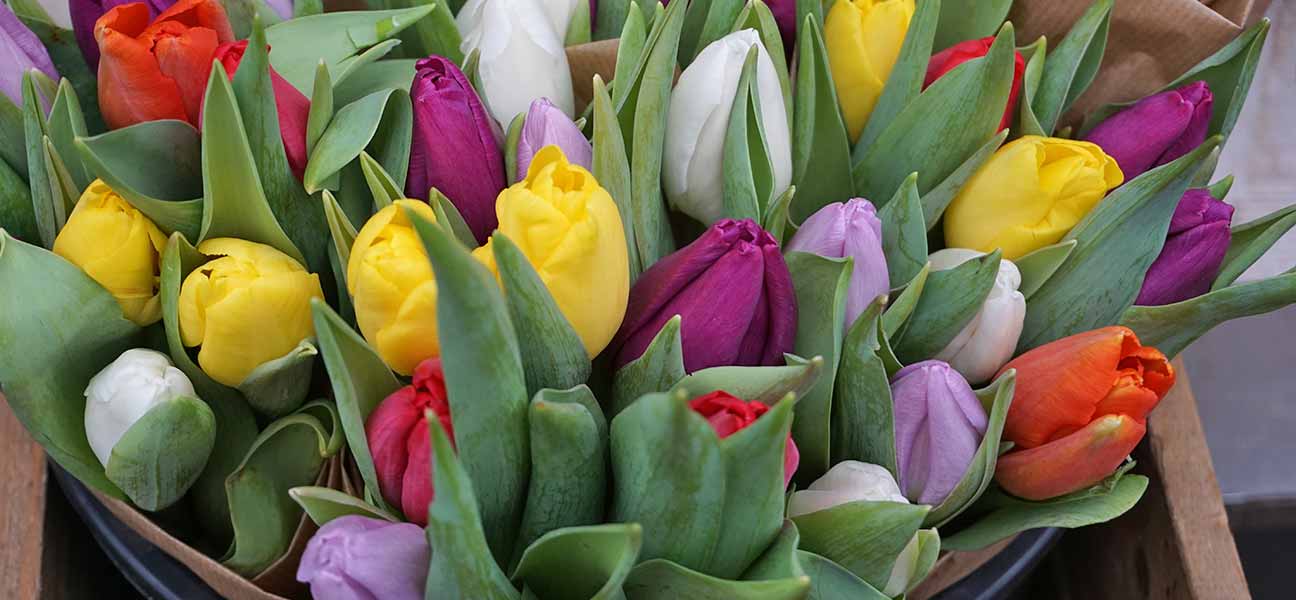 Tulpen aus Hamburg?

... kaufen Sie am besten direkt bei den Gärtnereien aus den Vier- und Marschlanden.
